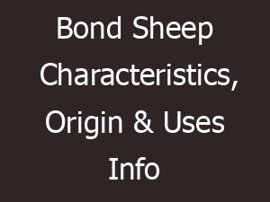 bond sheep characteristics origin uses info 14853