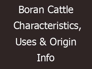 boran cattle characteristics uses origin info 11357