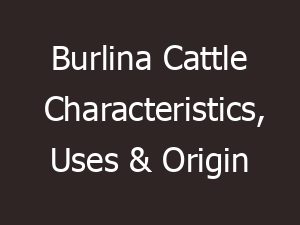 burlina cattle characteristics uses origin 11332