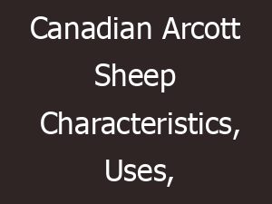 canadian arcott sheep characteristics uses origin 14761