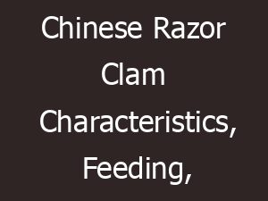 chinese razor clam characteristics feeding breeding 15608
