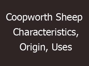 coopworth sheep characteristics origin uses 14582