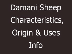 damani sheep characteristics origin uses info 14501