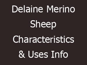 delaine merino sheep characteristics uses info 13944