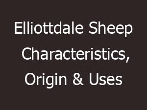 elliottdale sheep characteristics origin uses 14356
