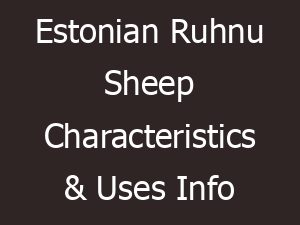 estonian ruhnu sheep characteristics uses info 14370