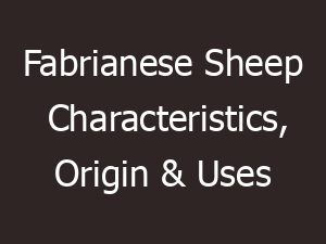 fabrianese sheep characteristics origin uses 14348