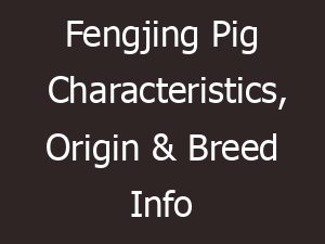 fengjing pig characteristics origin breed info 11741