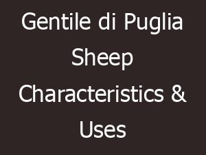 gentile di puglia sheep characteristics uses info 14254