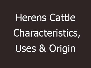 herens cattle characteristics uses origin 11026