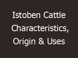 istoben cattle characteristics origin uses 10881