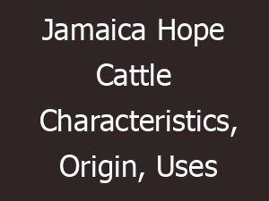 jamaica hope cattle characteristics origin uses 10872
