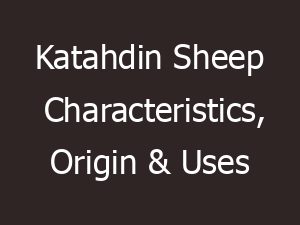 katahdin sheep characteristics origin uses 14075