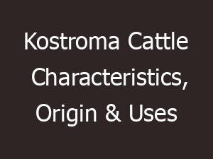 kostroma cattle characteristics origin uses 10812