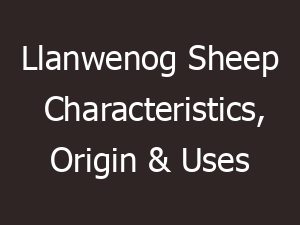 llanwenog sheep characteristics origin uses 14036