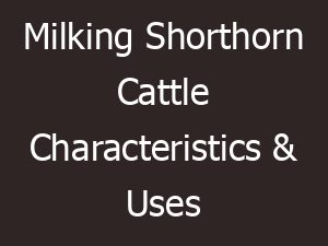 milking shorthorn cattle characteristics uses 10726