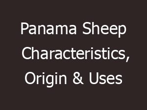 panama sheep characteristics origin uses 13696
