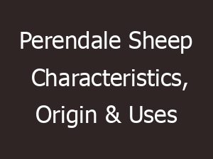 perendale sheep characteristics origin uses 13680