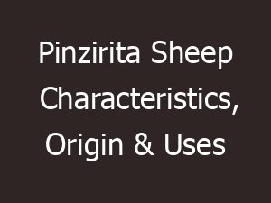 pinzirita sheep characteristics origin uses 13673