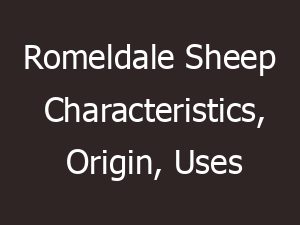romeldale sheep characteristics origin uses 14778