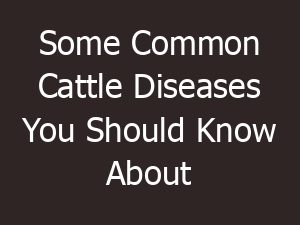 some common cattle diseases you should know about 379