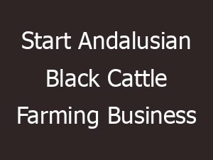start andalusian black cattle farming business 24927
