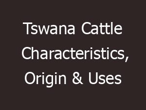 tswana cattle characteristics origin uses 10079