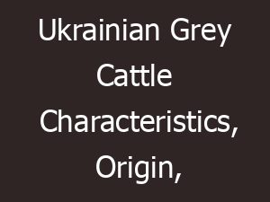 ukrainian grey cattle characteristics origin uses 10041