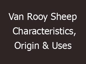 van rooy sheep characteristics origin uses 13085