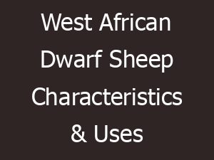 west african dwarf sheep characteristics uses 12958