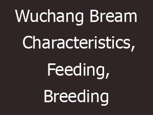 wuchang bream characteristics feeding breeding 15619