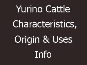 yurino cattle characteristics origin uses info 9246